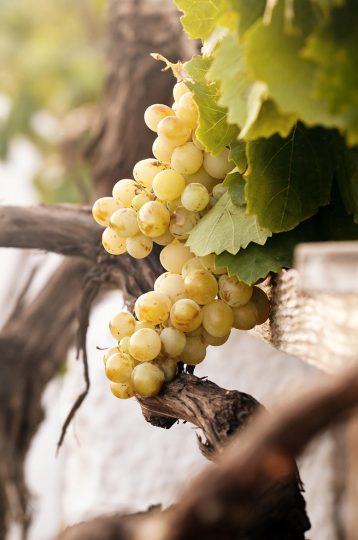 White grapes